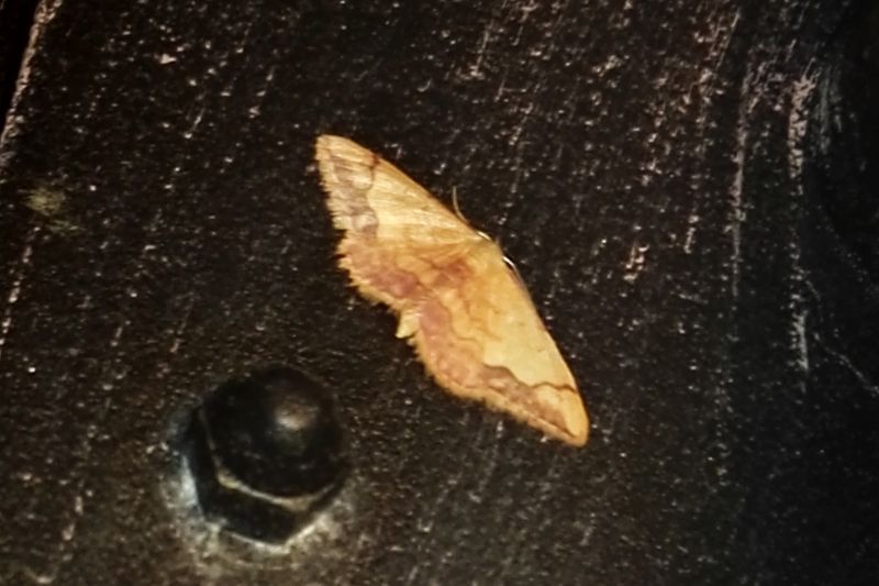 Idaea ostrinaria ?? S